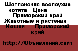 Шотланские веслоухие котята › Цена ­ 4 000 - Приморский край Животные и растения » Кошки   . Приморский край